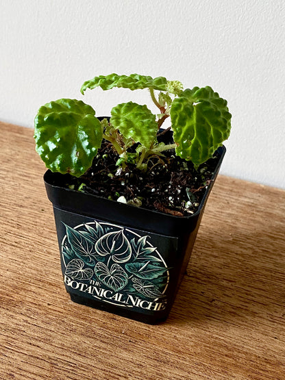 Begonia Dracopelta | 6 cm pot