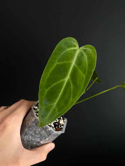 Anthurium Warocqueanum X open | 7 cm pot
