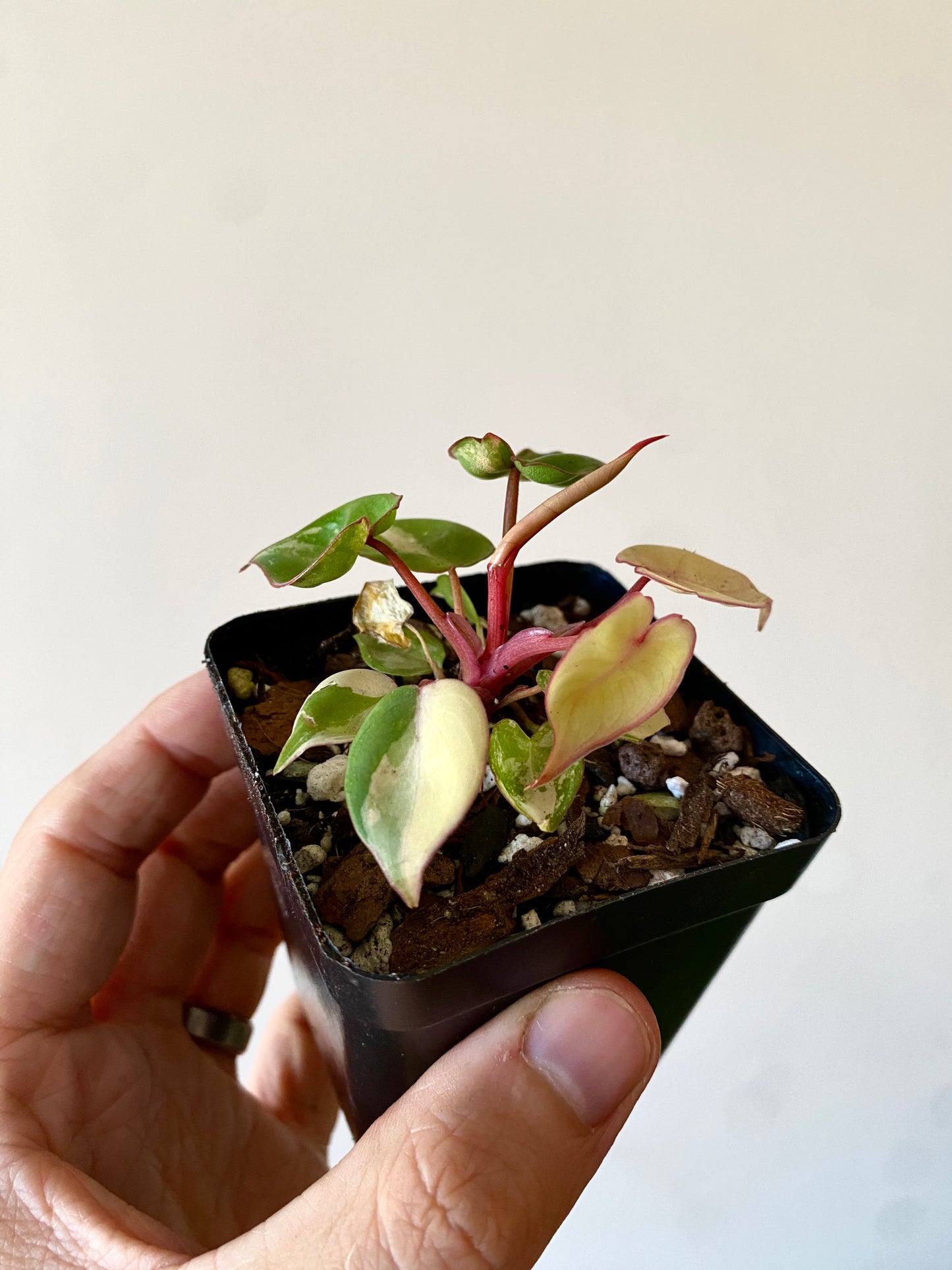 Philodendron Billietiae variegated | 7 cm pot