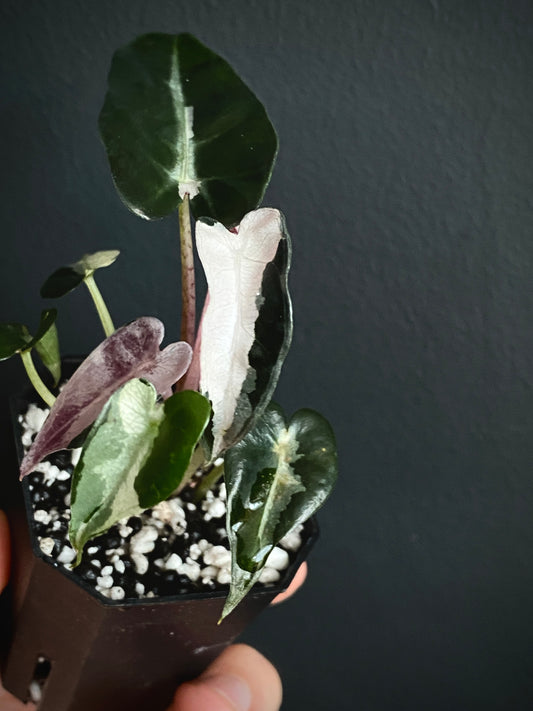Alocasia Bambino Lava variegated | 5 cm pot