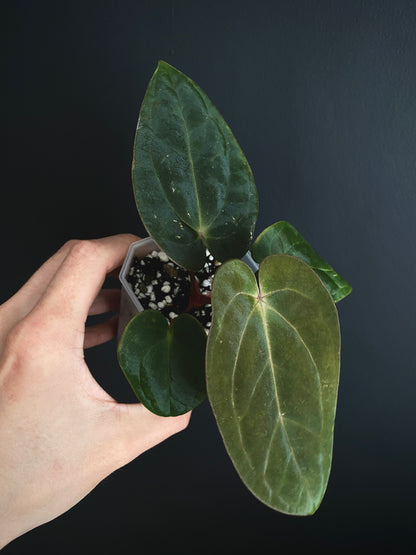 Anthurium (DressCarla x BVEP) X (Carlablackiae x Papillilaminum) | 7 cm pot [B]