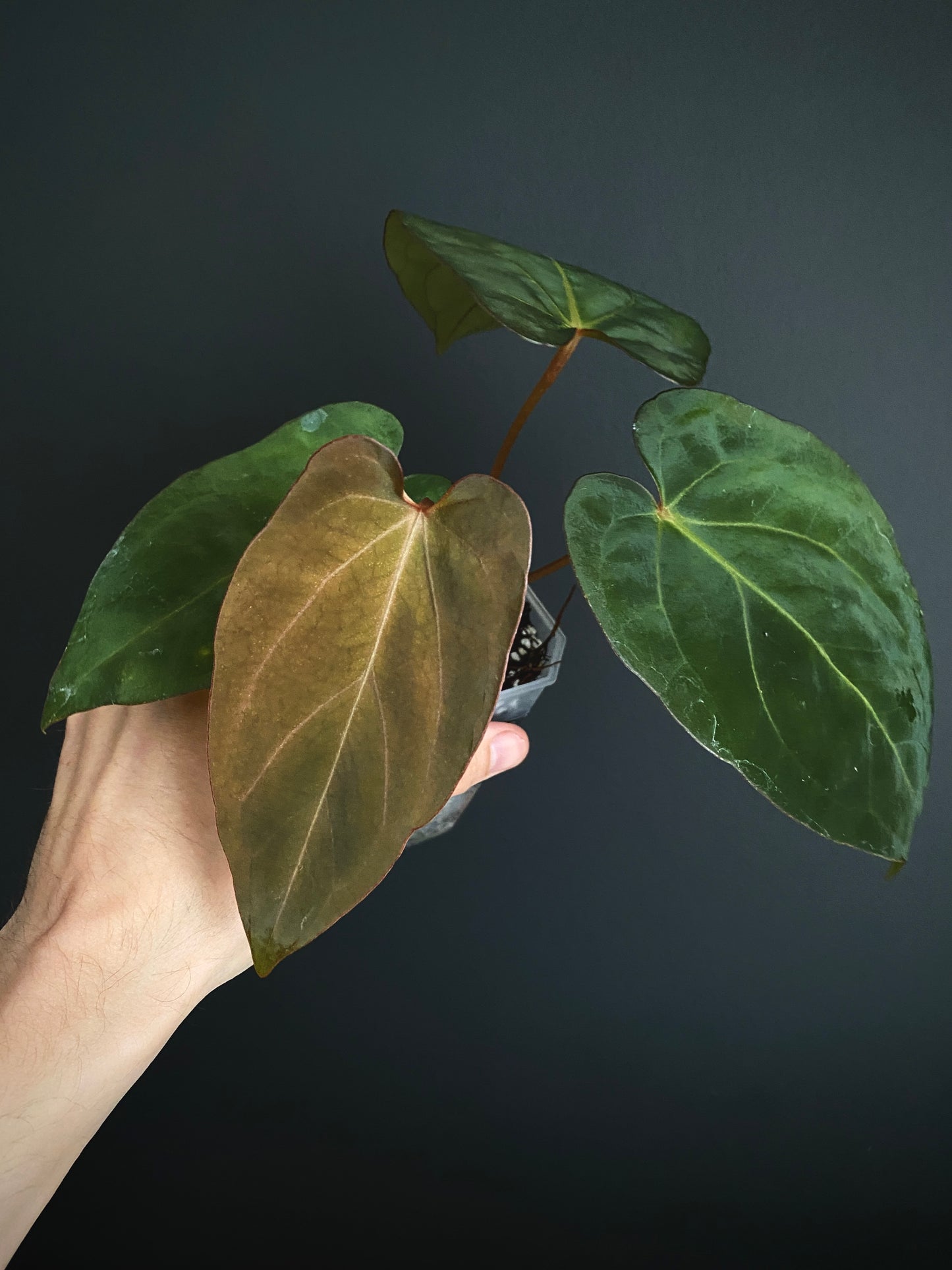 Anthurium (DoraBVEP x RLFS) X BVEP (Round x RA1) | 7 cm pot