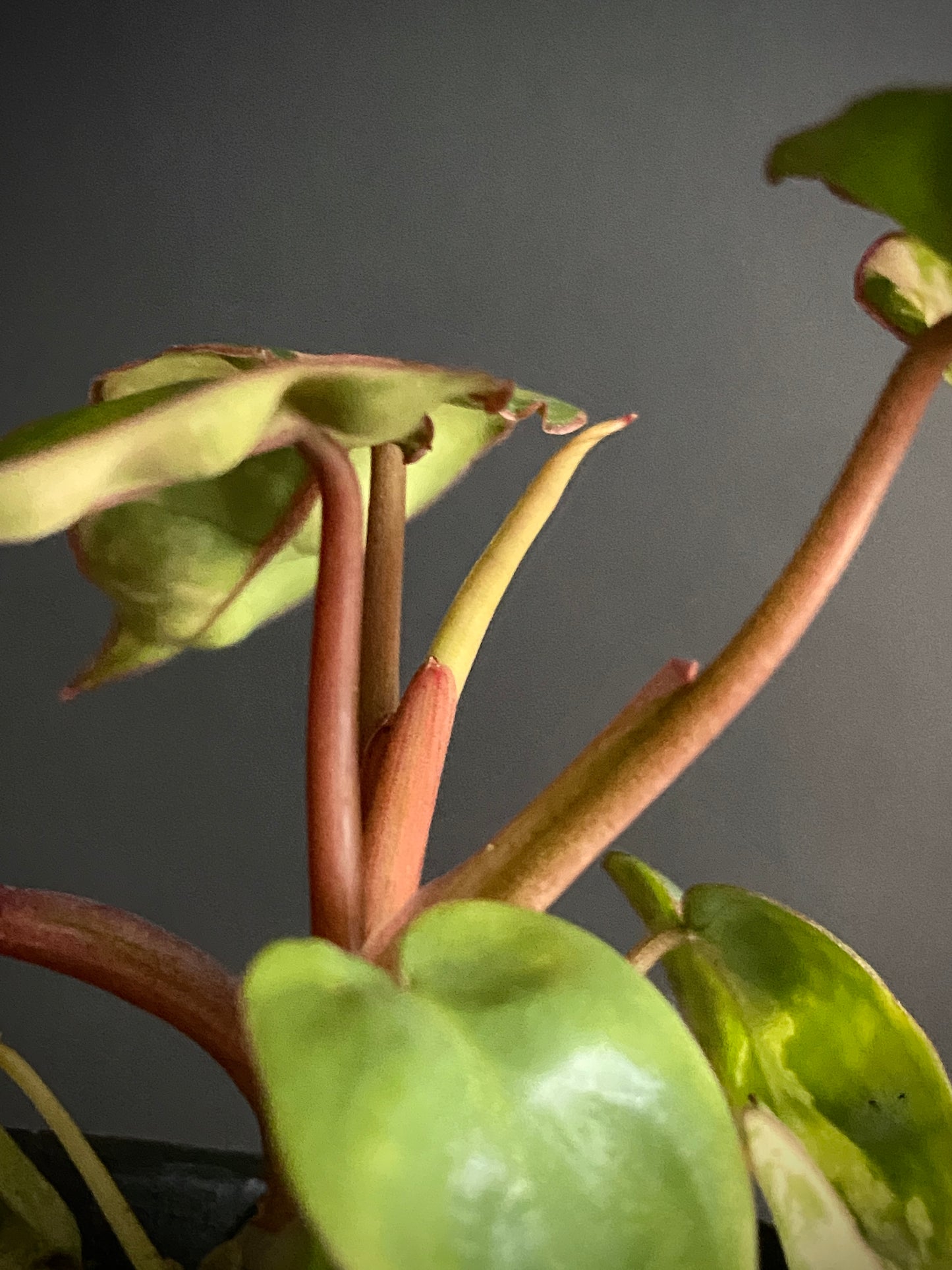 Philodendron Billietiae variegated | 7 cm pot