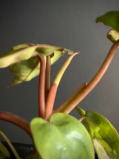 Philodendron Billietiae variegated | 7 cm pot