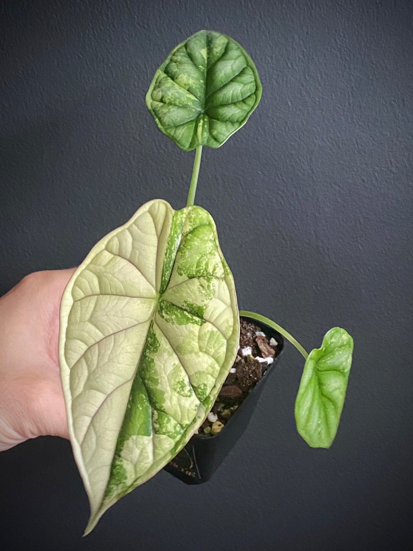 Alocasia Dragonscale Albo variegata | 7 cm pot (B)