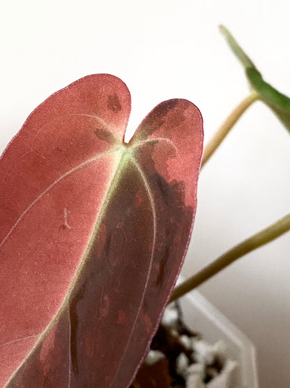 Anthurium Goliath (x self) variegated | 7 cm pot