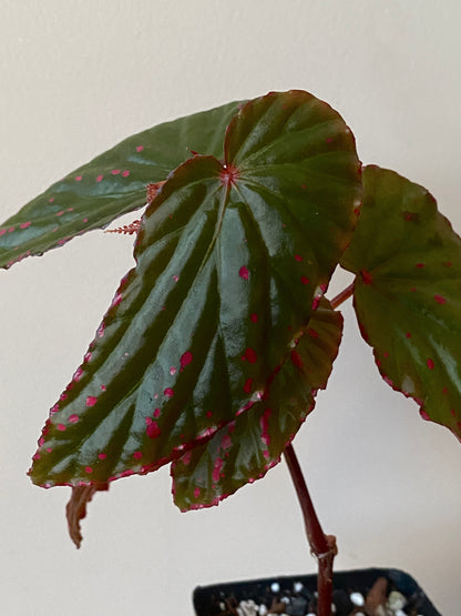 Begonia Negrosensis X Nothobaramensis | 6 cm pot [A]