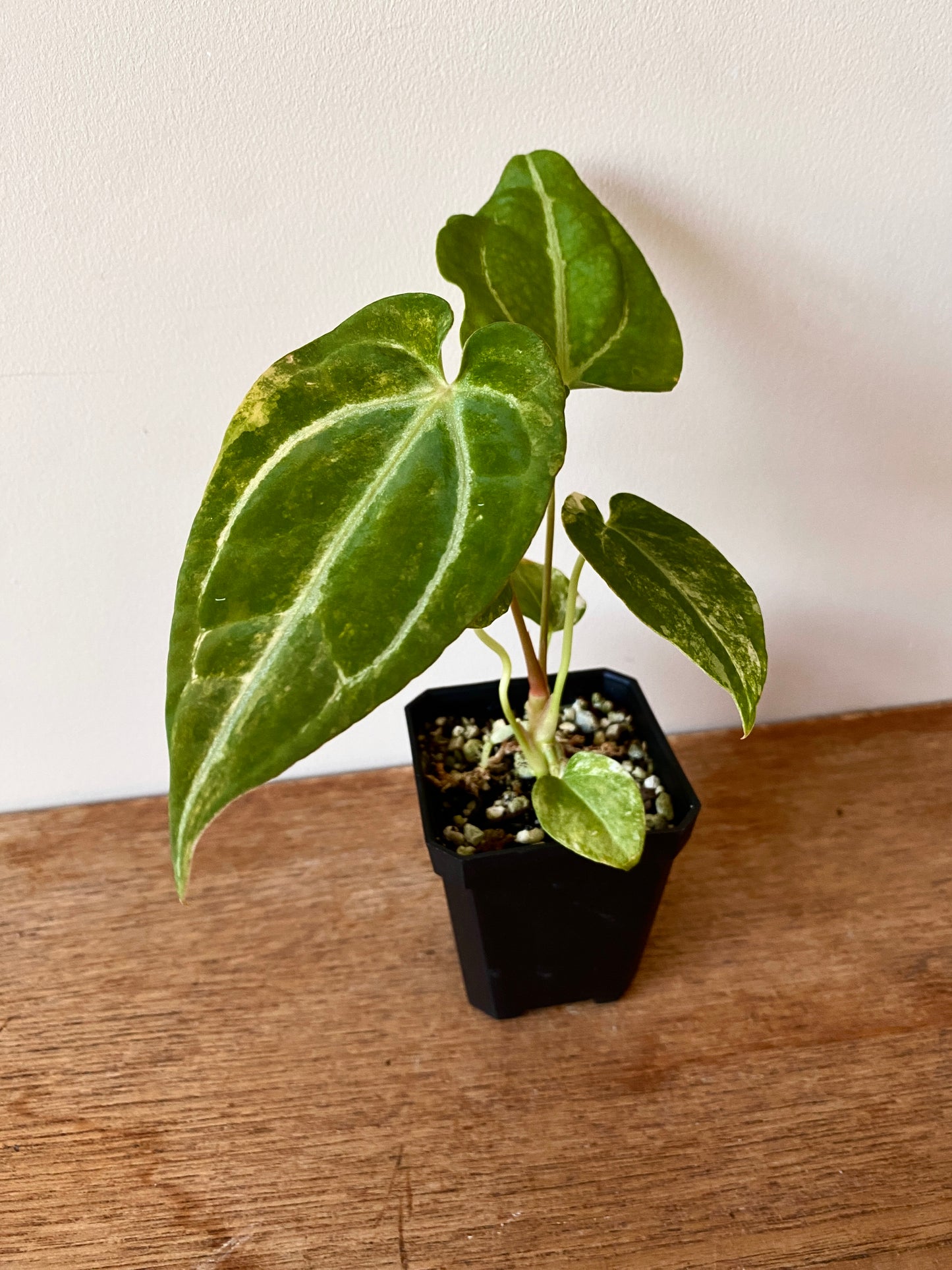 Anthurium Papillilaminum Hb variegated X Forgetii | 7 cm pot