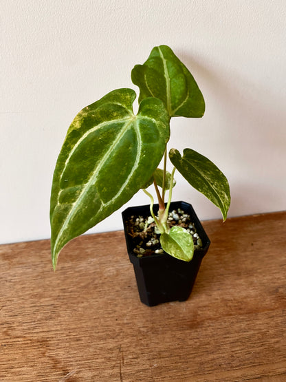 Anthurium Papillilaminum Hb variegated X Forgetii | 7 cm pot