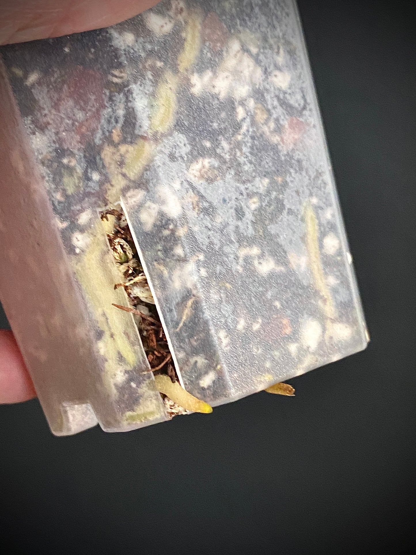 Anthurium Goliath (x self) variegated | 7 cm pot