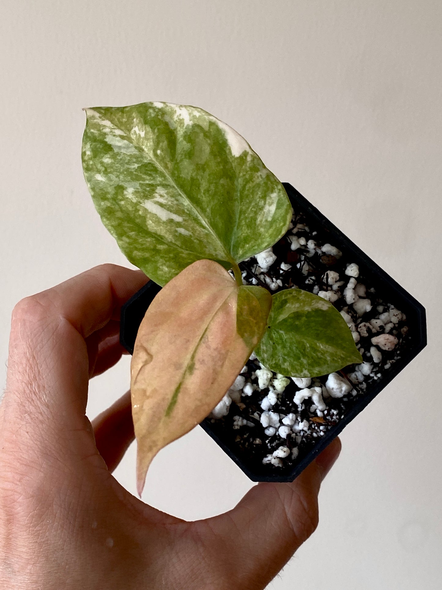 Anthurium Ace of Spaces var X Portillae clone | 7 cm pot [clone B]