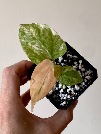 Anthurium Ace of Spaces var X Portillae clone | 7 cm pot [clone B]