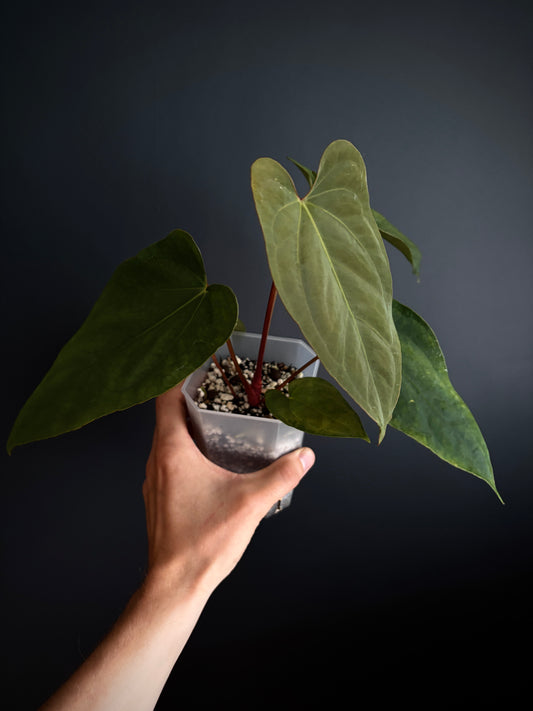 Anthurium Golden Eagle X BVEP (R.FxF) | 7 cm pot [B]