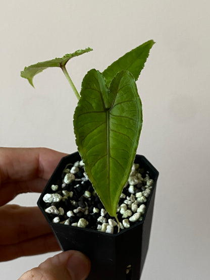 Alocasia Olanii | 5 cm pot [D]