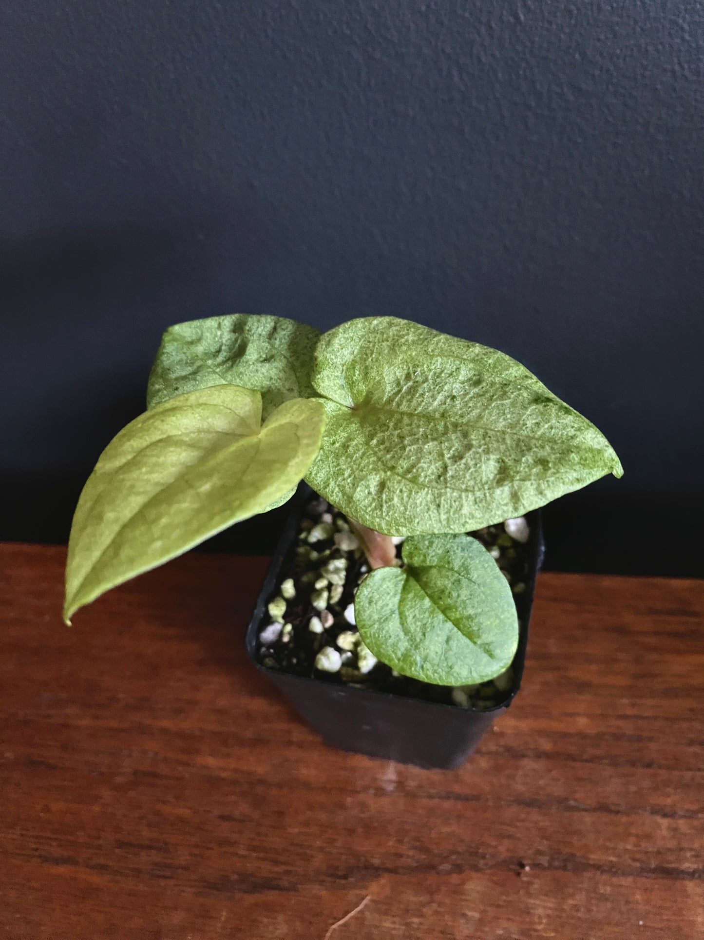 Anthurium Dark Phoenix mint variegated | 6 cm pot [A]