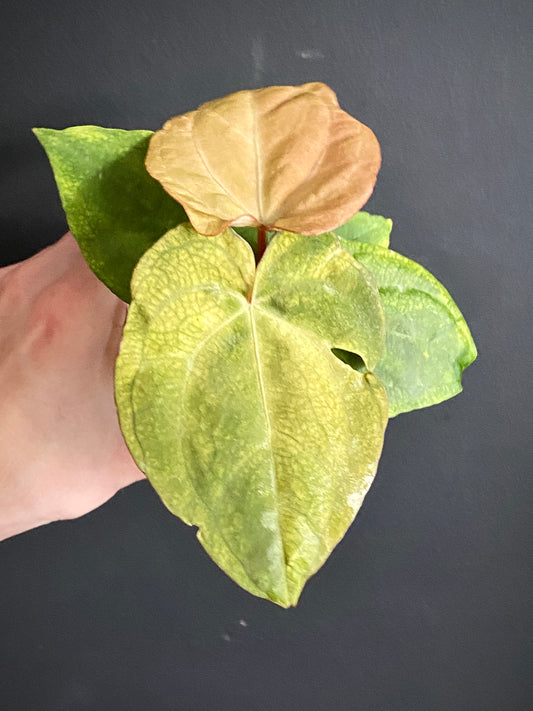 Anthurium RVDP (self) mint variegated | 7 cm pot