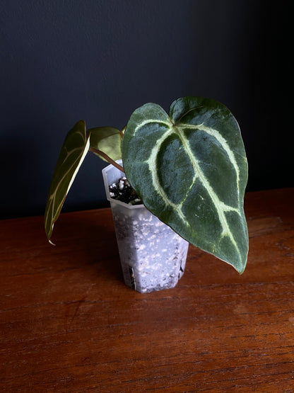 Anthurium Carlablackiae | 7 cm pot