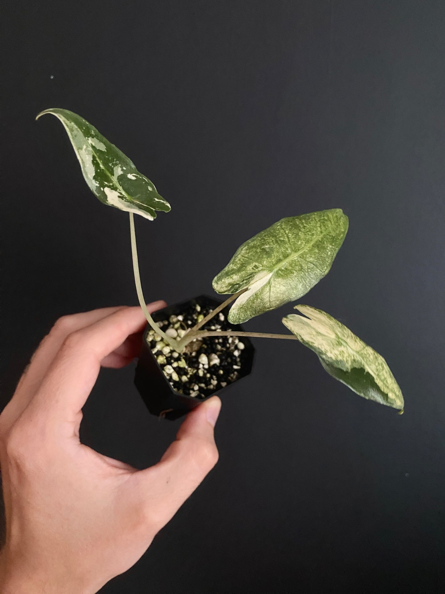 Alocasia Sarian Albo | 5 cm pot