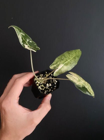 Alocasia Sarian Albo | 5 cm pot