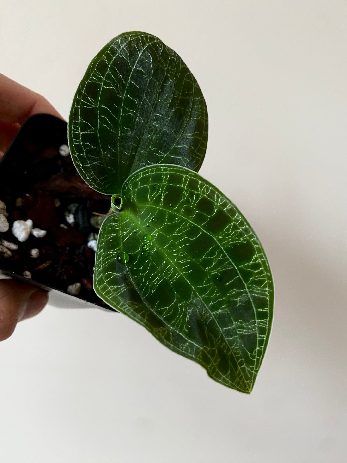 Macodes Petola [dark/wild form] - Jewel Orchid | 7 cm pot