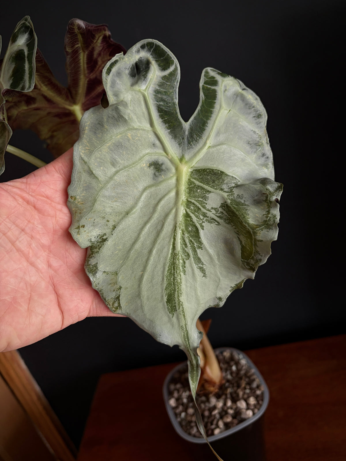 Alocasia Venom (Mature) | 9 cm pot