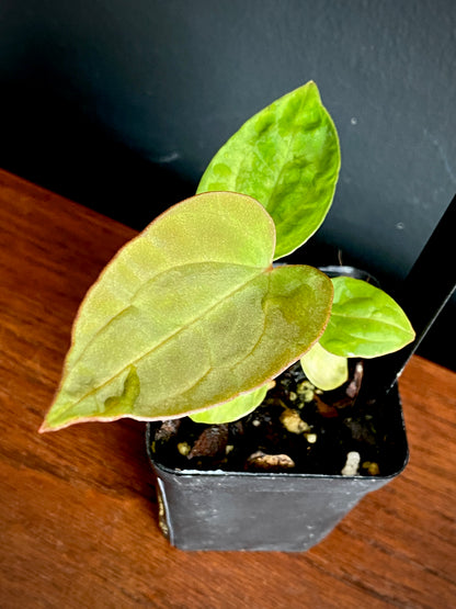 Anthurium Indo Black Widow X (Carlablackiae x Papillaminum) | 7 cm pot