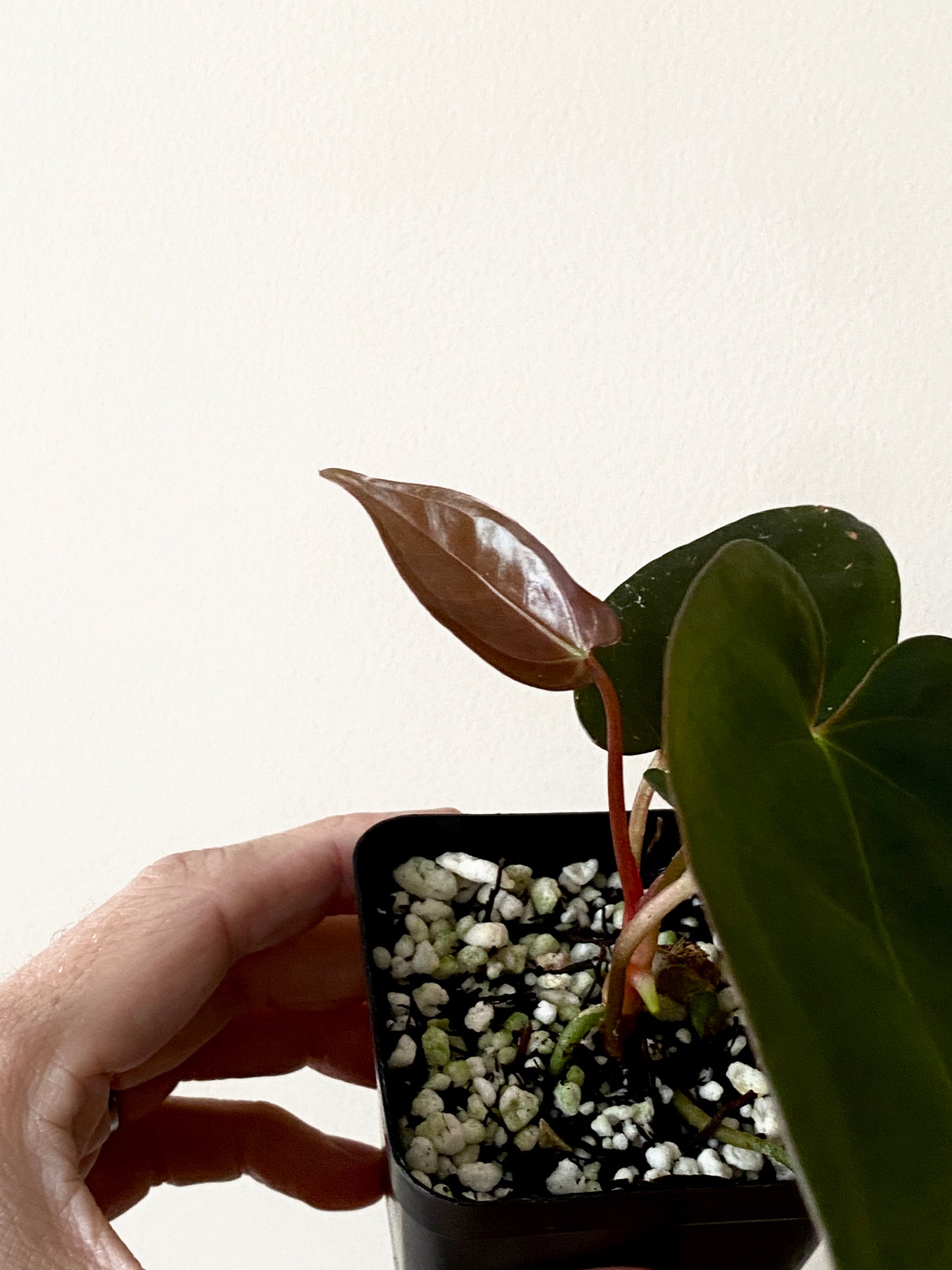 Anthurium Velvet Moira (Papillilaminum x Subsignatum) X Portillae | 7 cm pot