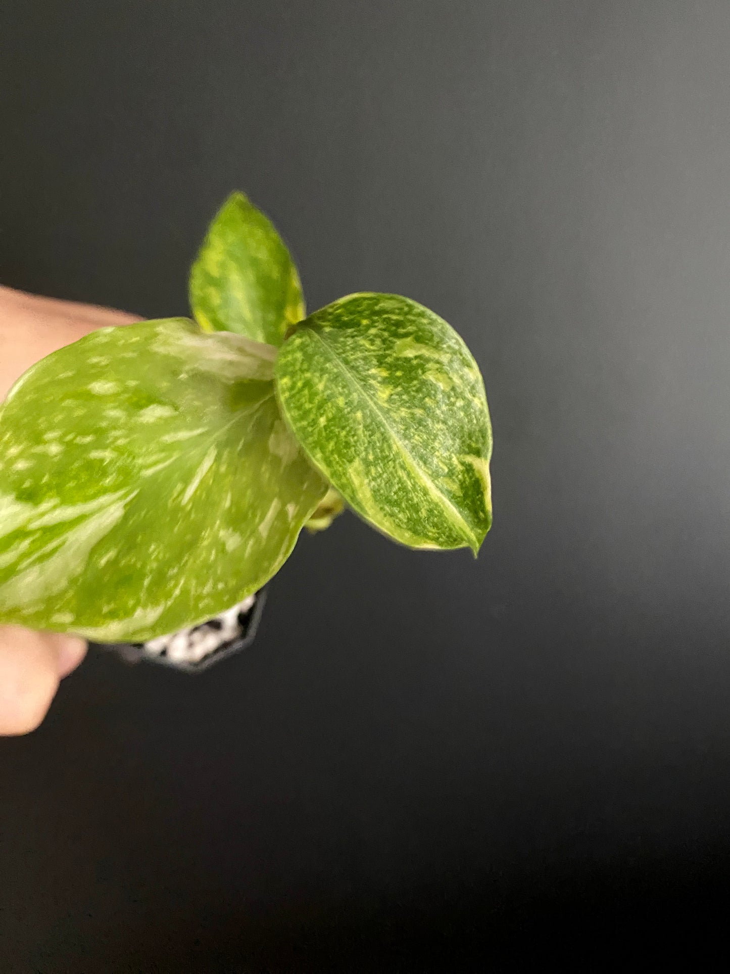 Monstera Deliciosa Electrolyte | 5 cm pot [A]