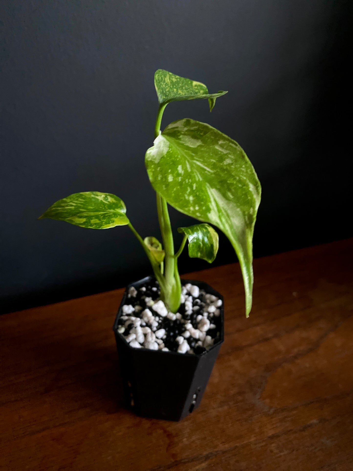 Monstera Deliciosa Electrolyte | 5 cm pot [A]