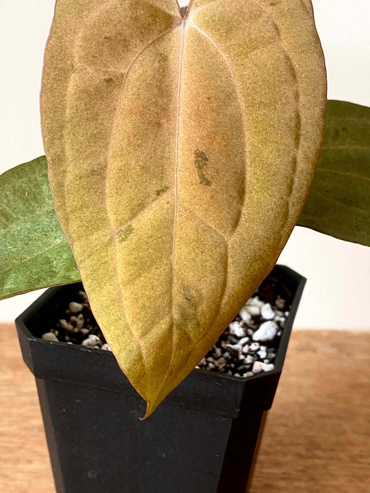 Anthurium RVDP (self) mint variegated | 7 cm pot [super-select]