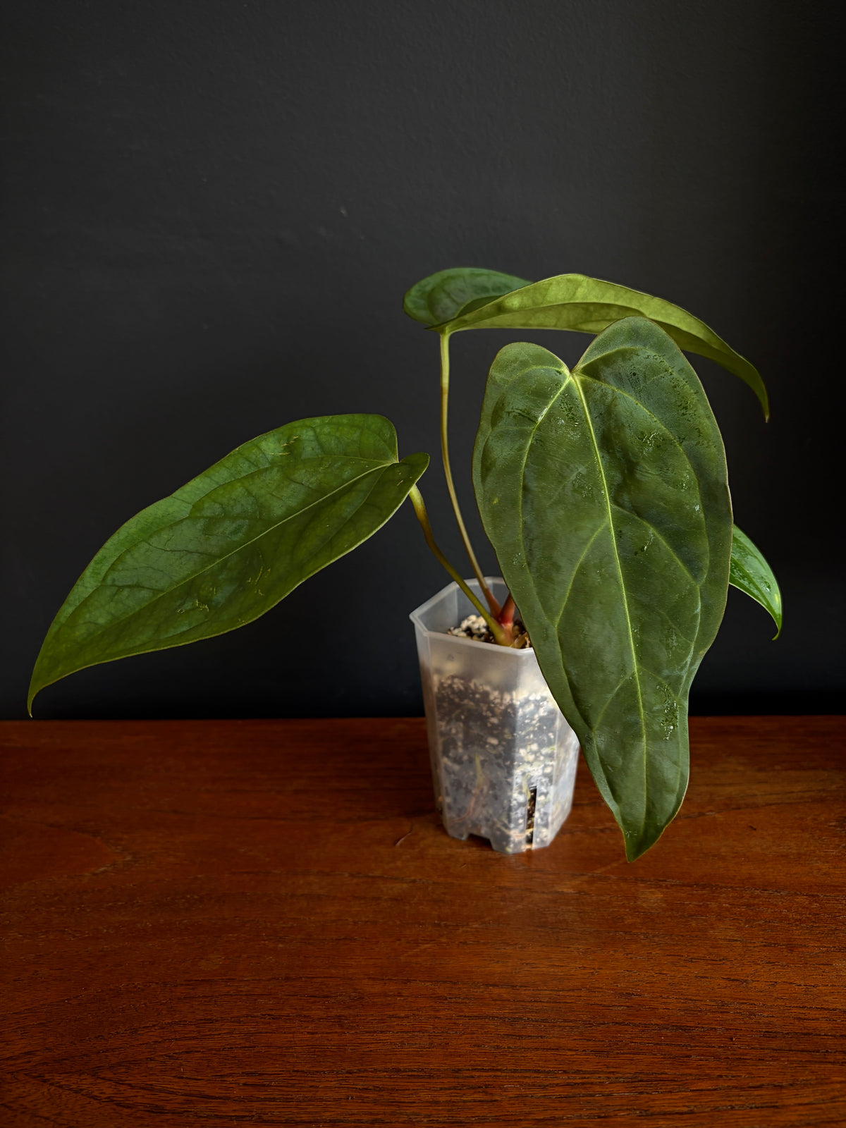 Anthurium Subsignatum (velvety) X Carlablackiae | 7 cm pot [B]
