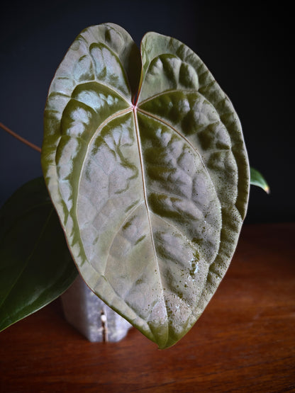 Anthurium DB Red Crystallinum X Luxurians | 9 cm pot