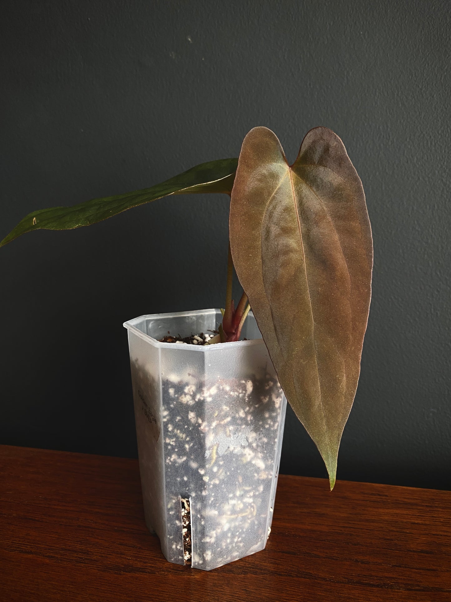 Anthurium Golden Eagle X BVEP (R.FxF) | 7 cm pot