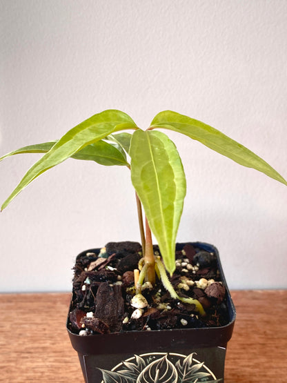 Anthurium Polyschistum | 6 cm pot