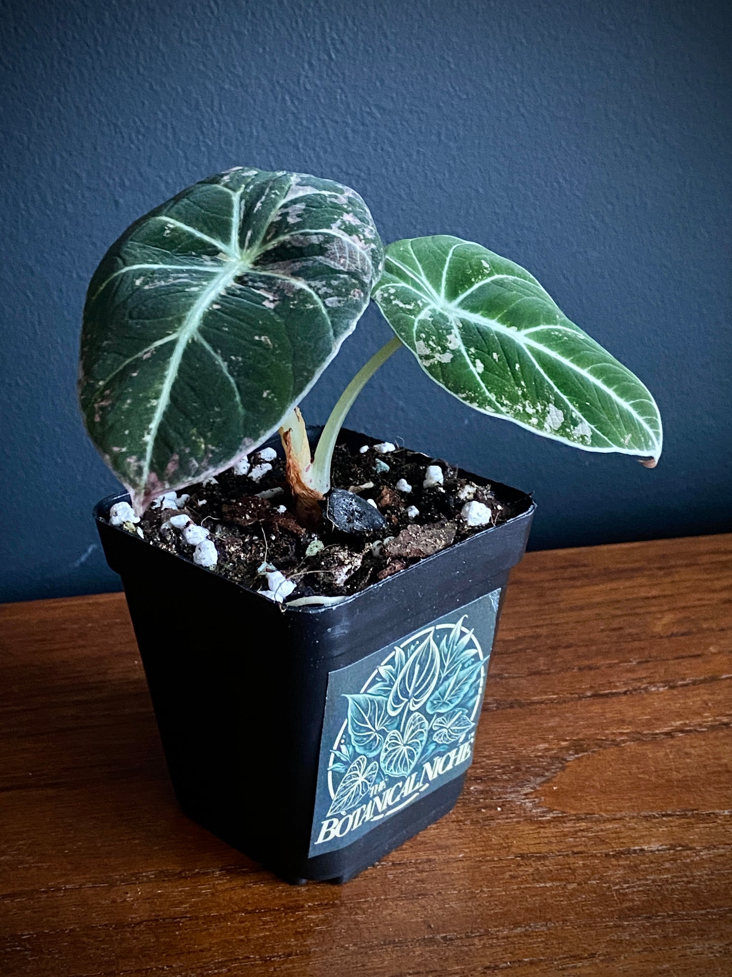 Alocasia Black Velvet Pink variegata | 7 cm pot (D)