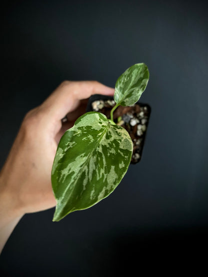 Monstera Deliciosa Bulbasaur | 6 cm pot [C]