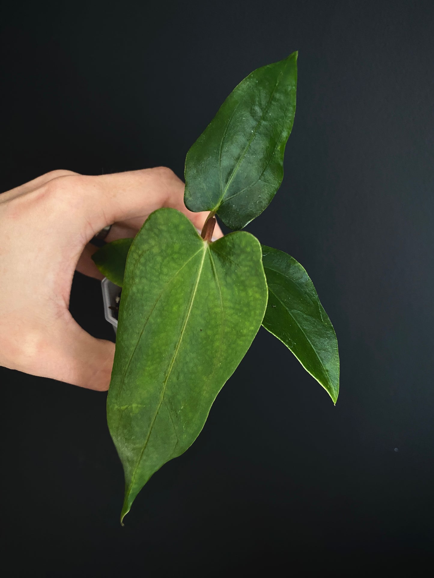 Anthurium Papillilaminum (Ree Gardens x RL) X RLFS | 7 cm pot [B]