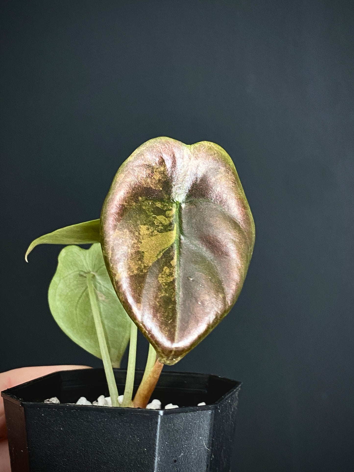 Alocasia Cuprea latte variegated | 5 cm pot