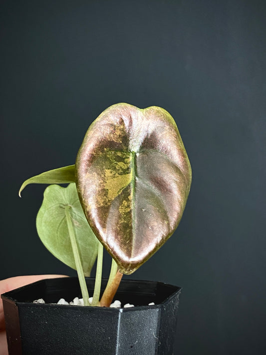 Alocasia Cuprea latte variegated | 5 cm pot