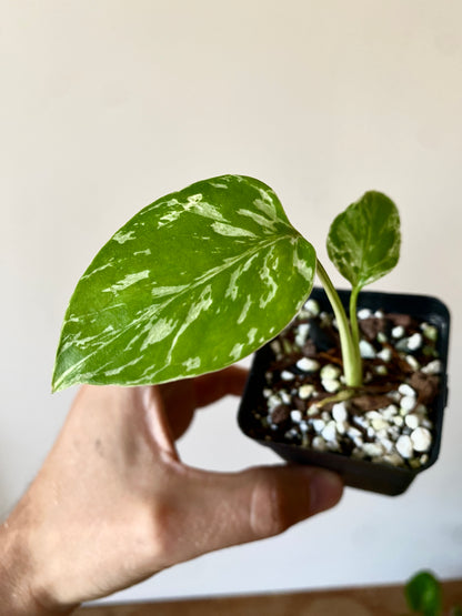 Monstera Deliciosa Bulbasaur | 6 cm pot [B]