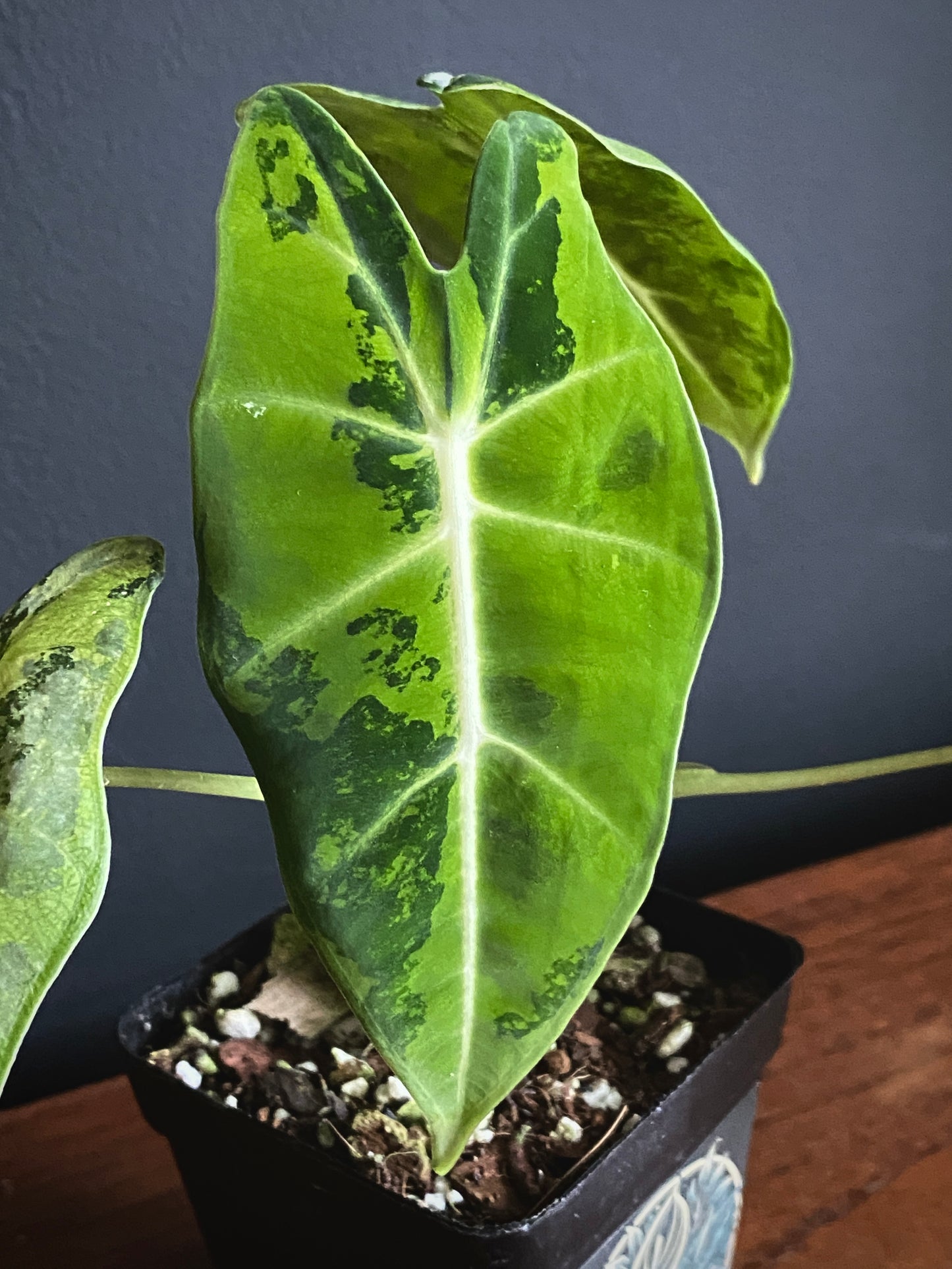 Alocasia Frydek Green-on-Green variegated | 7 cm pot