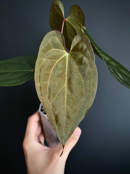 Anthurium Pap var X RVDP mint variegated | 7 cm pot
