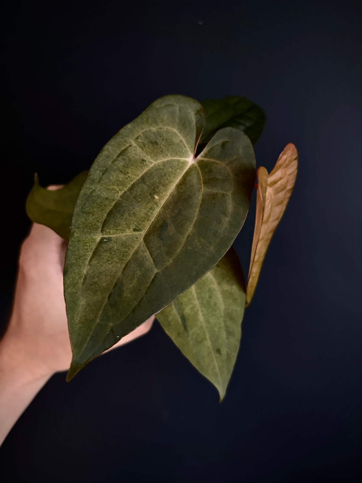 Anthurium RVDP (self) mint variegated | 7 cm pot [super-select]