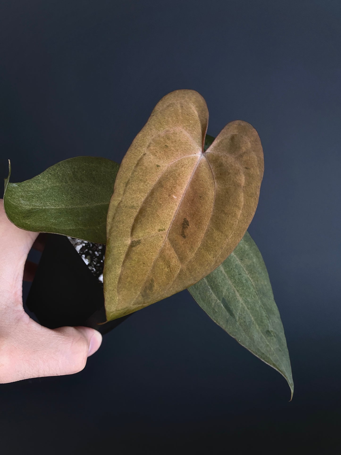 Anthurium RVDP (self) mint variegated | 7 cm pot [super-select]