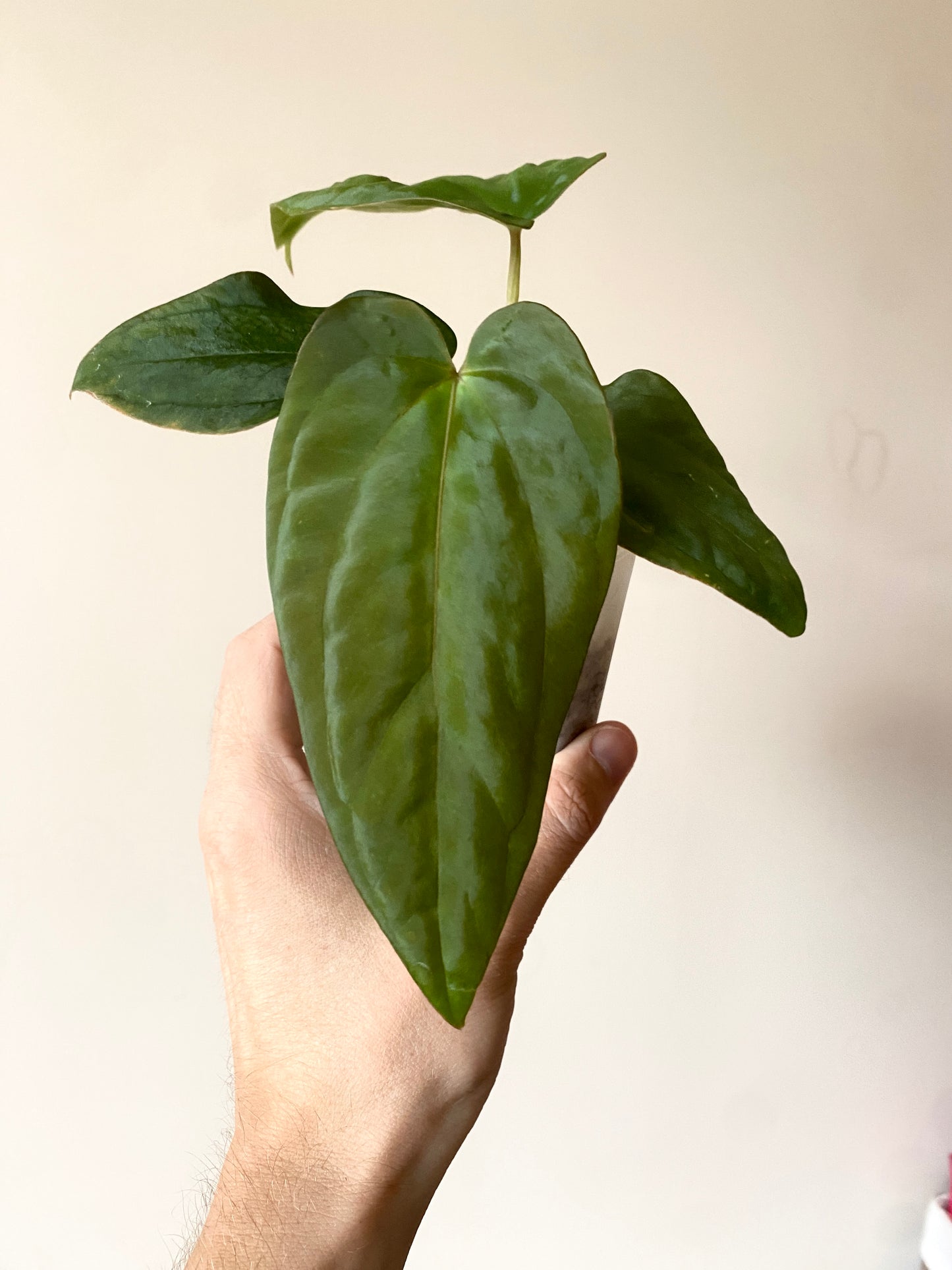 Anthurium Antolakii/BVEP (Scott x Tezula) | 7 cm pot