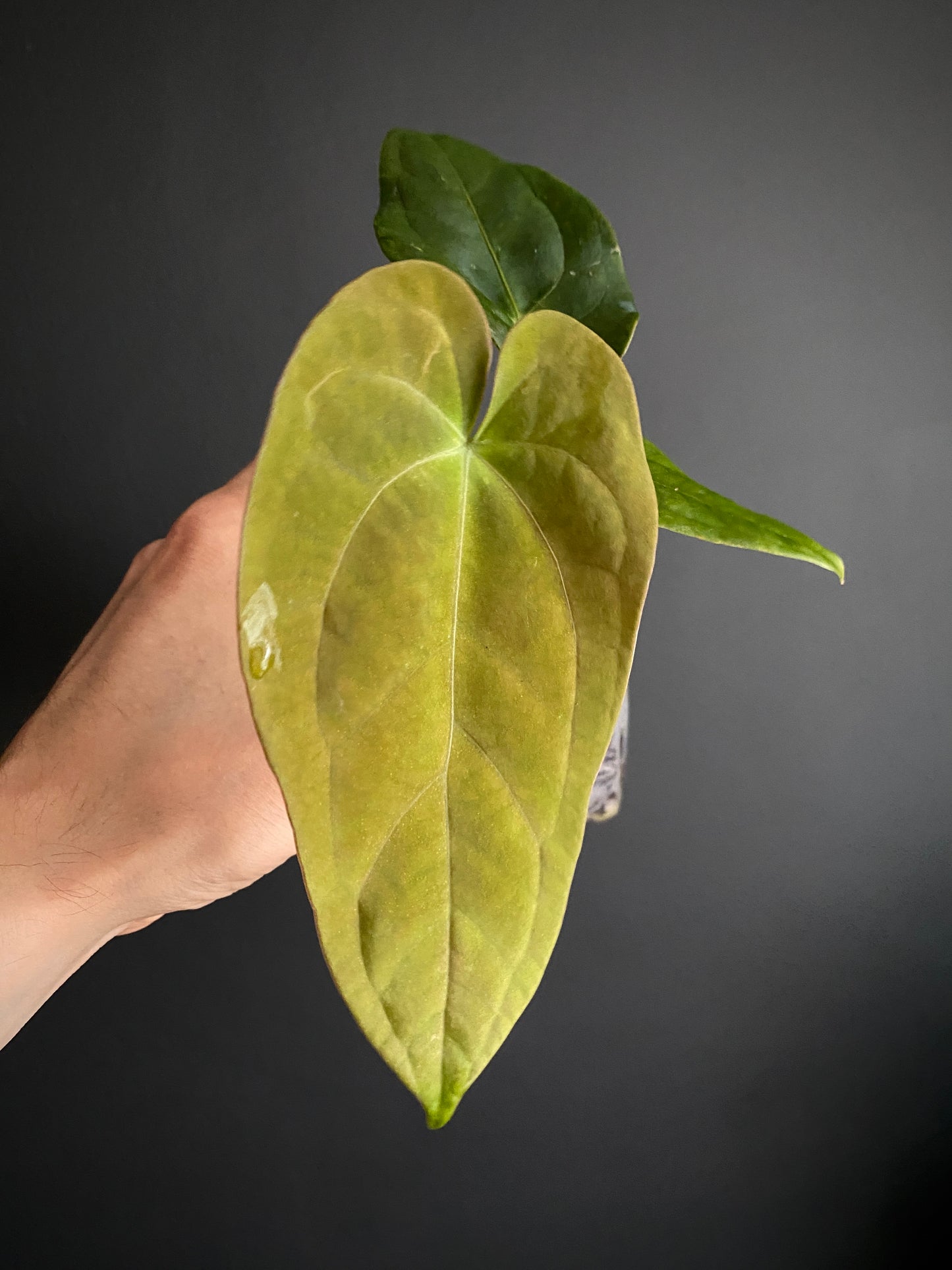 Anthurium (FTG x Fort Sherman) X (NoID Code Red x Papillilaminum A+) | 7 cm pot
