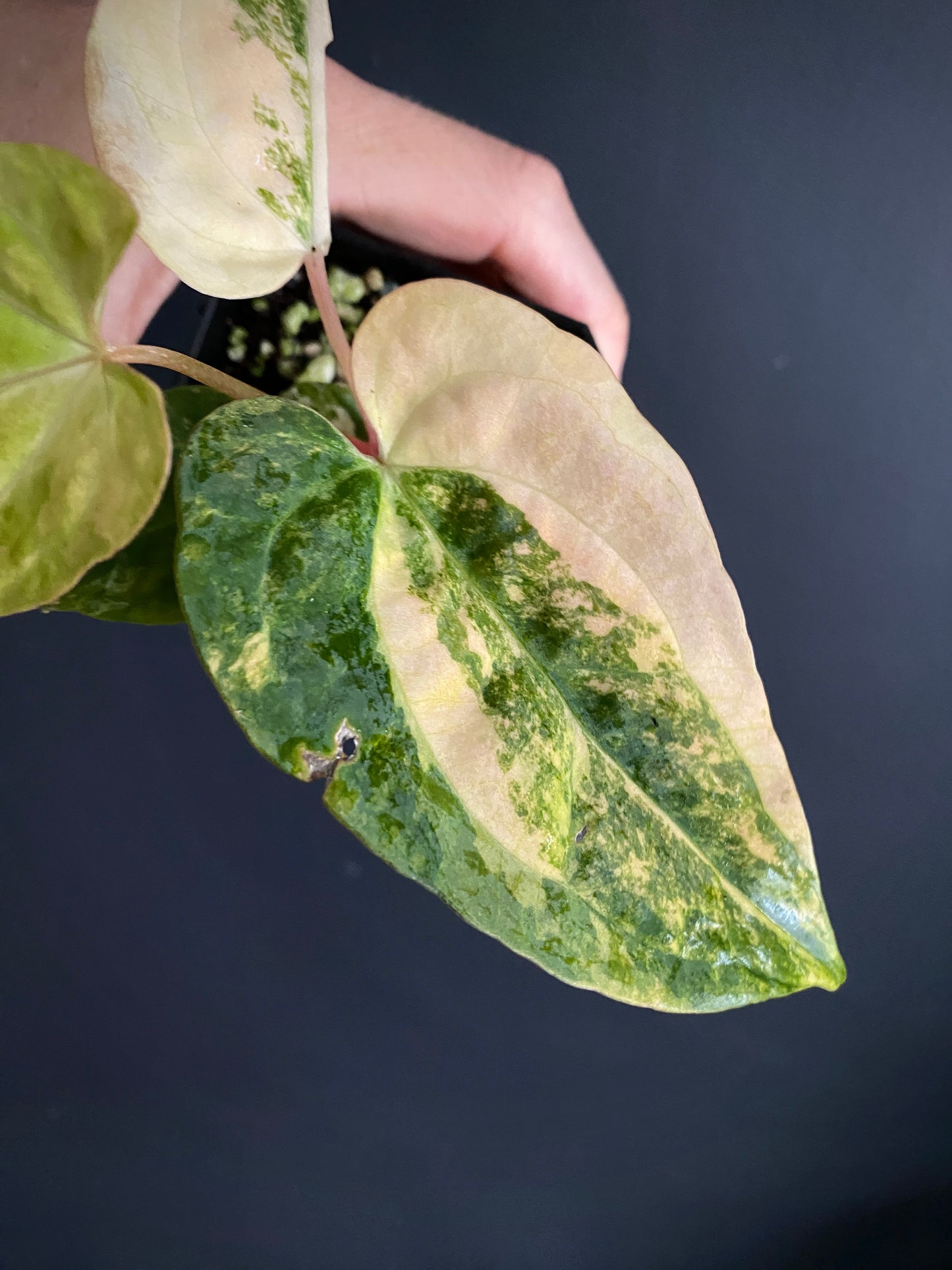 Anthurium Pap var X Ralph Lynam OG | 7 cm pot