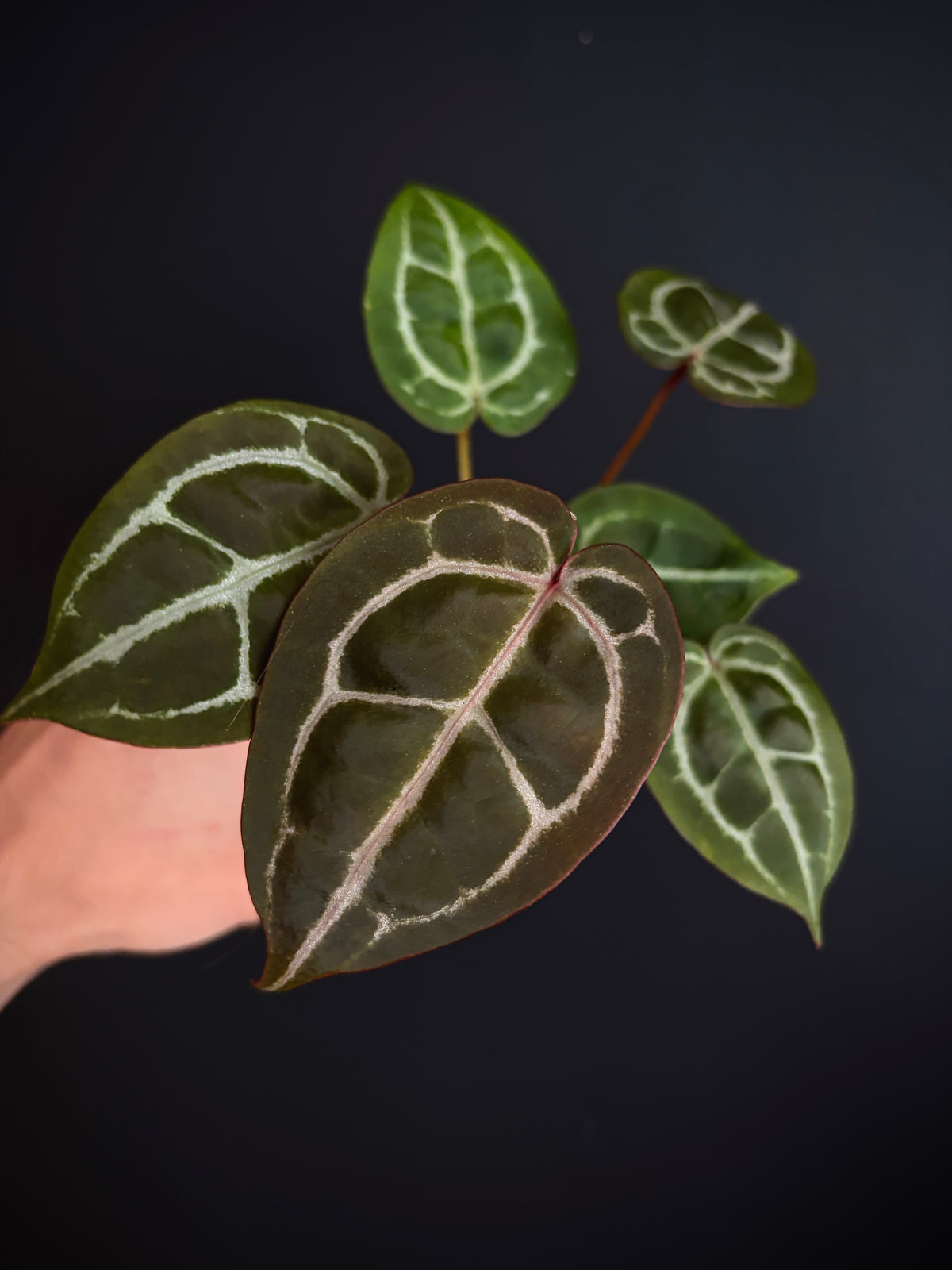 Anthurium Red Crystallinum | 7 cm pot
