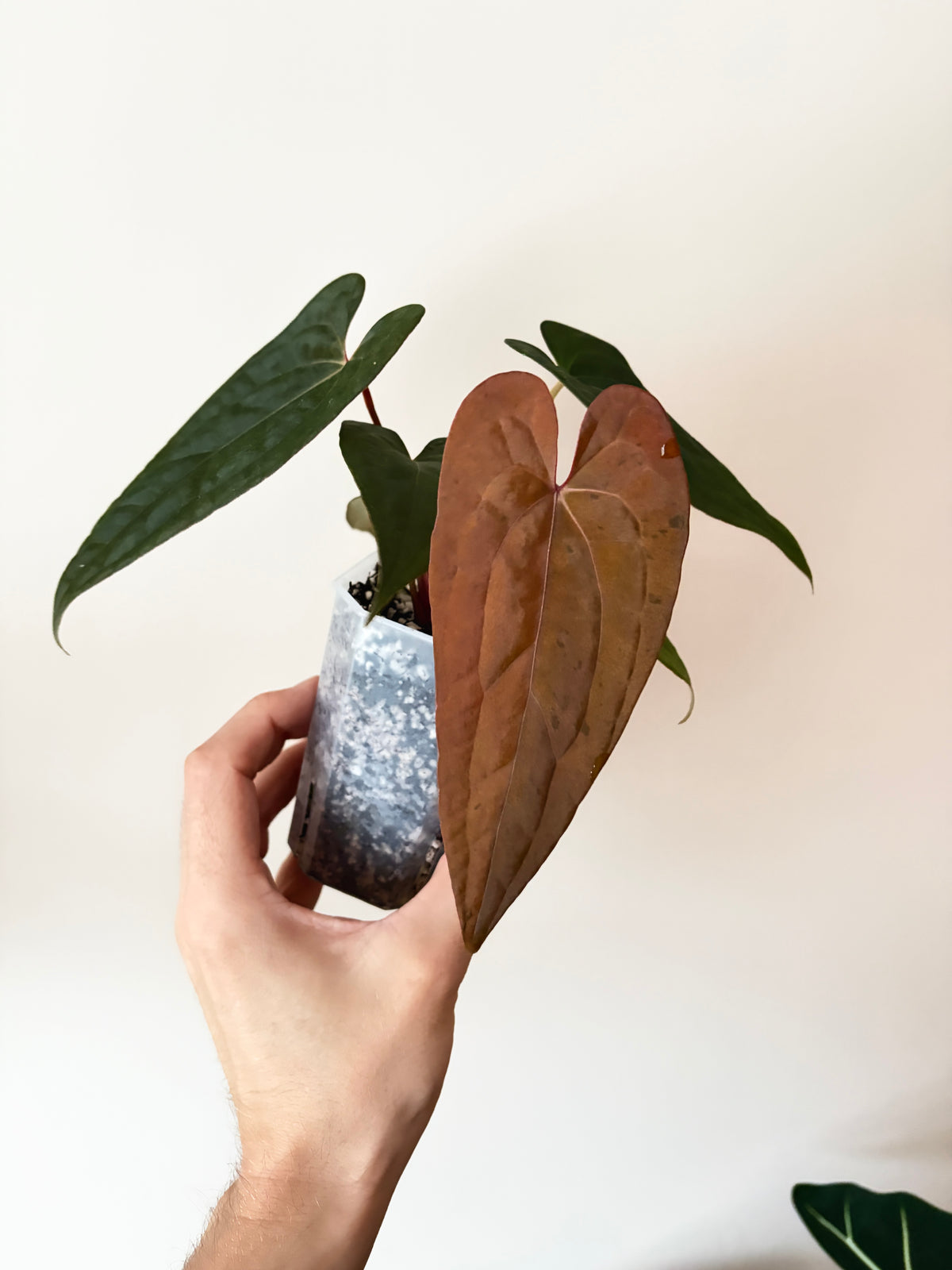 Anthurium RVDP (self) mint variegated | 7 cm pot [B]