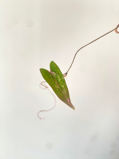 Dioscorea Pixel Pink variegated | 7 cm pot